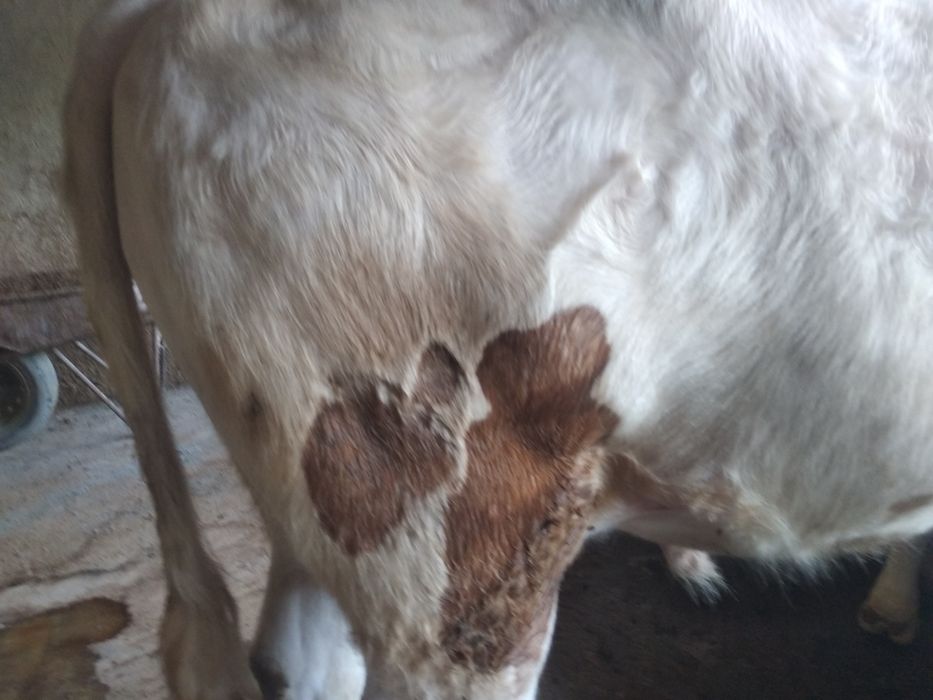 Салом алаекум 2та бука сотилади ёши 3, га бокилган 300кг  веси бор