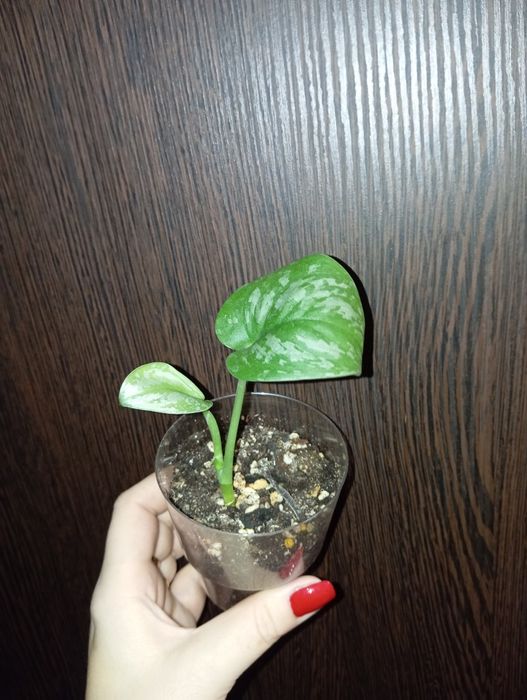 Продам Сциндапсус и Эпипремнум