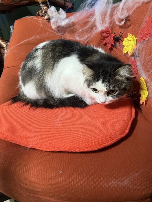 Длинношерстная кошка ищет дом