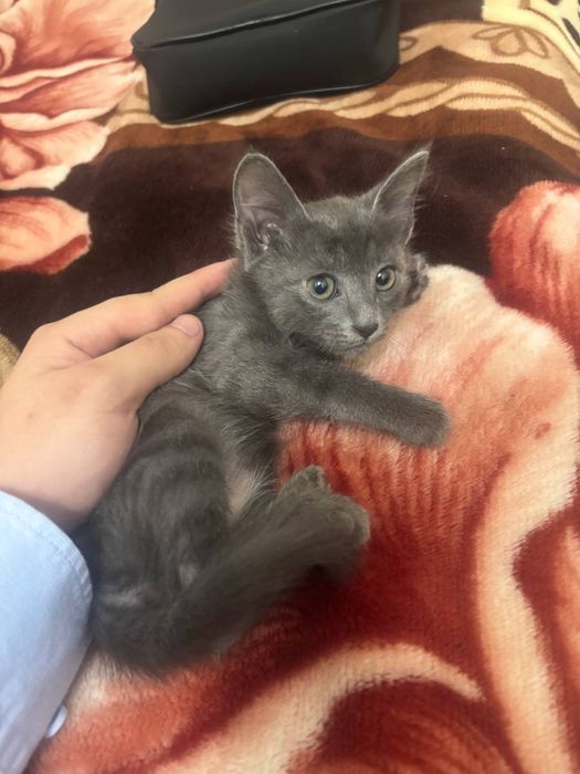 Дадим в хорошие руки даром бесплонто