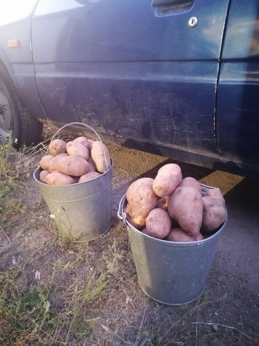 Продам картошку Дачная