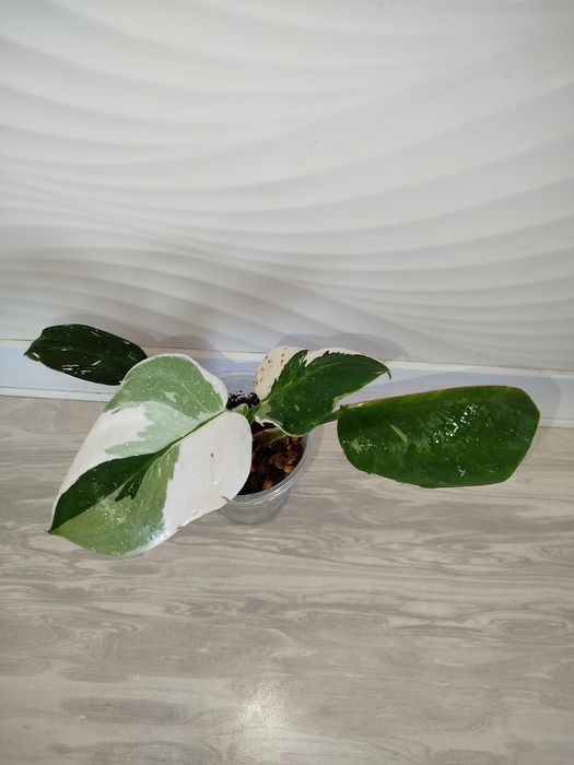 Feladendron Belaya prinsesa