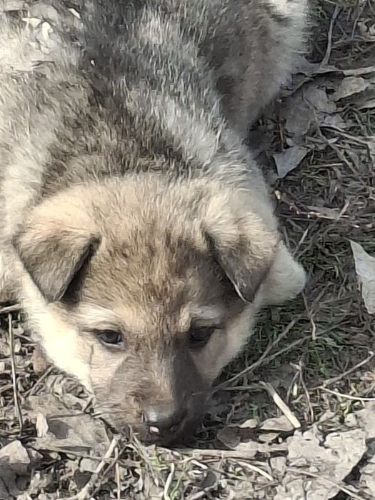 Щенята в надежные руки.