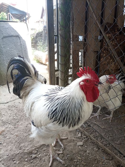 Cocoși diferite rase