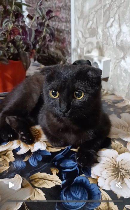 Скоттиш Фолд девочка