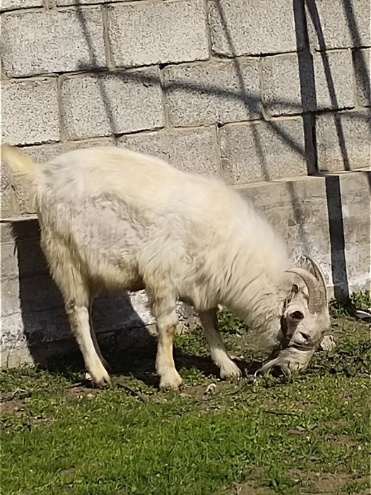 Занен теке сатылад