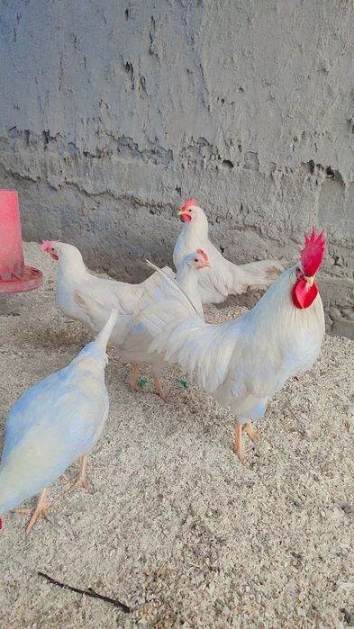 Легорун бели стандарт тухумлари ва жужаларига заказ оламиз