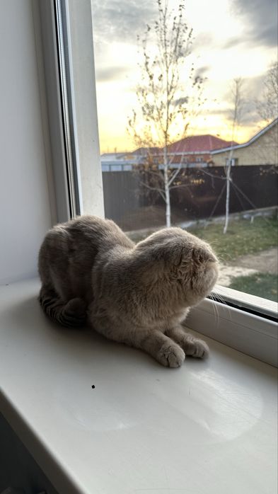 Кот шотландский вислоухий