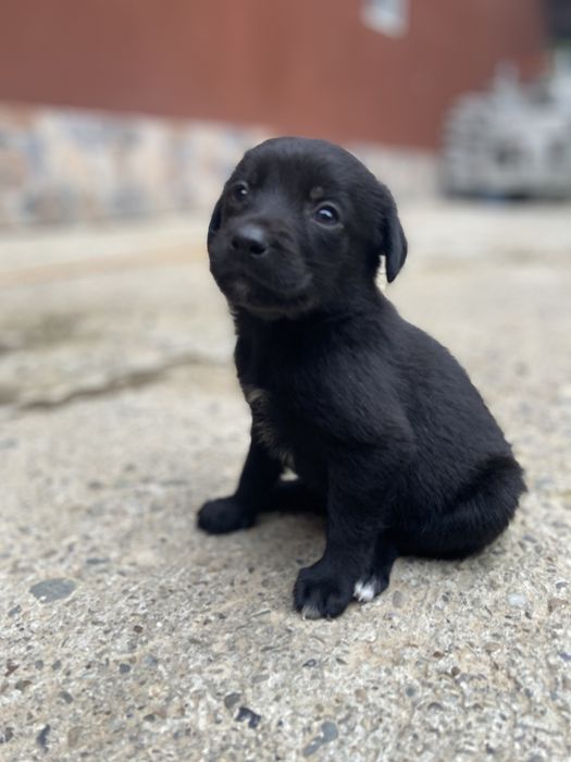 Dau spre adoptie