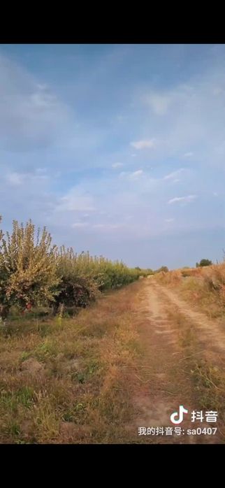 Яблоневый сад, кх