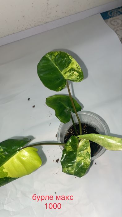 сингониумы