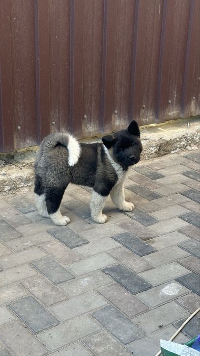 Щенки Американской акиты