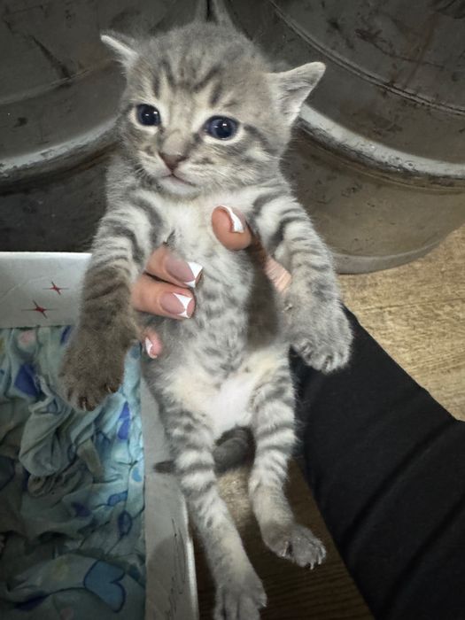 Отдам котят в хорошие руки