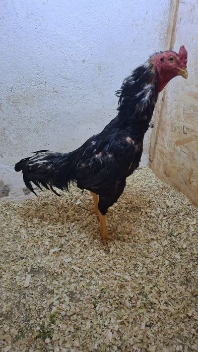 Продам петуха дакана