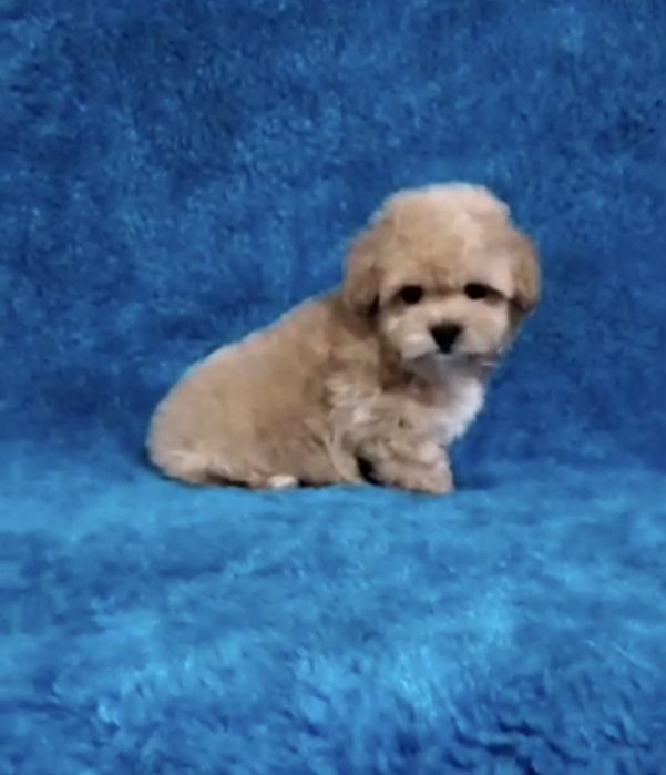 Продам игрушечных мальтипу F1