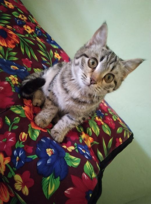 Mushuk damashni chiroylicha