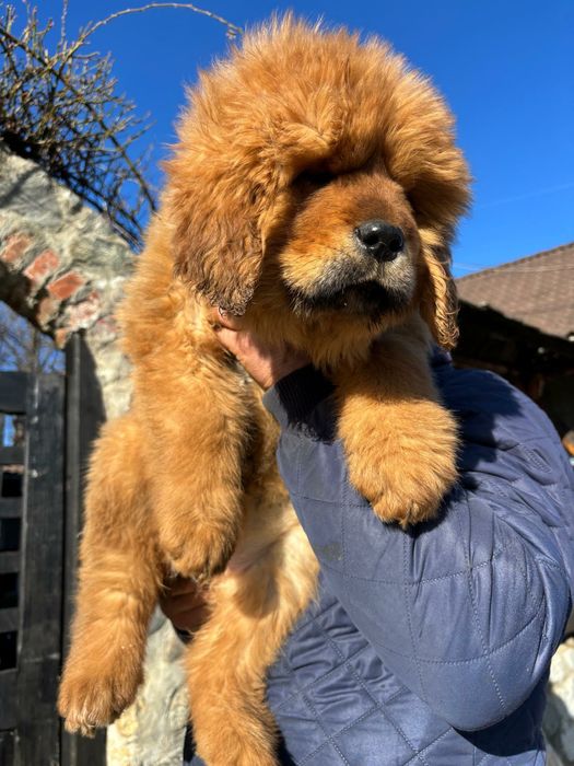 Femela mastiff tibetan