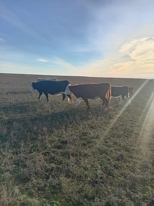 1.5 жастык букалар