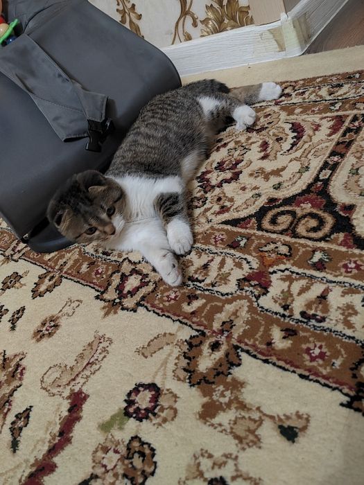 Мысык сатылады котята