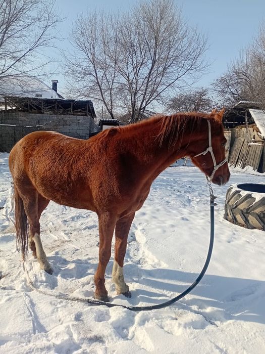 Жеребец дончак крупный