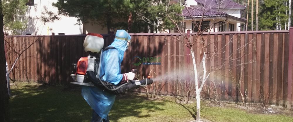 Орыскивание обработка деревьев