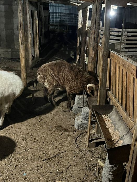 кошкар сатылады семиз