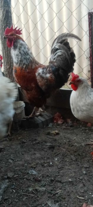 Петух Кораз на продажу