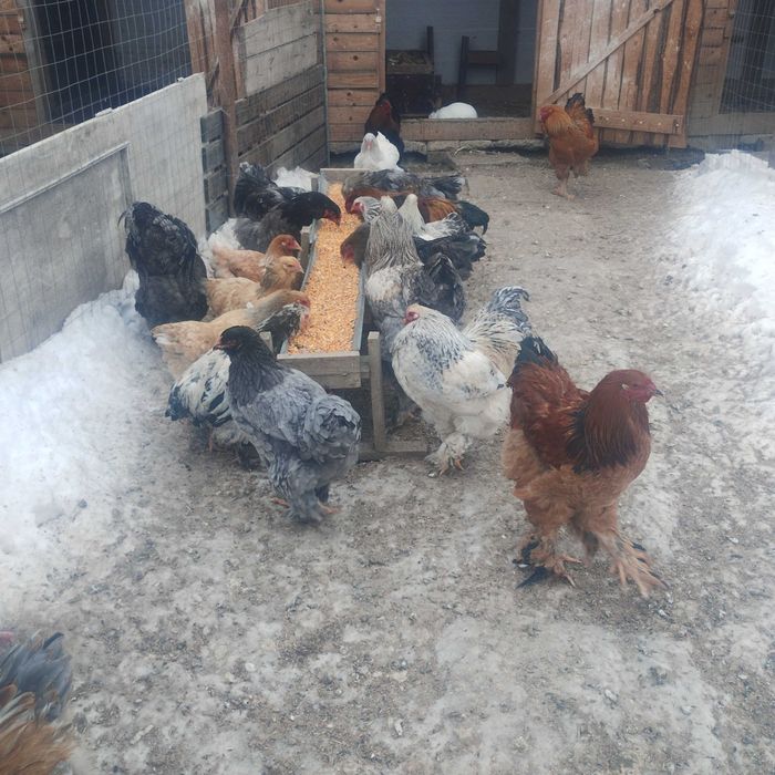 Cocoși brahma și australop de anul trecut!