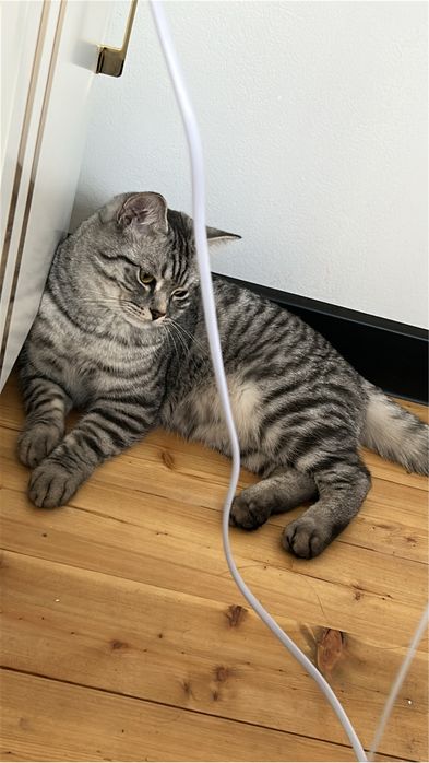 Кот, Мальчик, 8месяц.