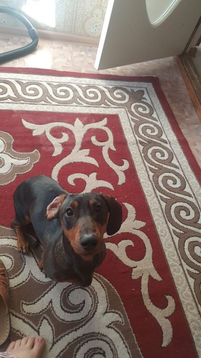 Мальчик Рокки , 1 годик