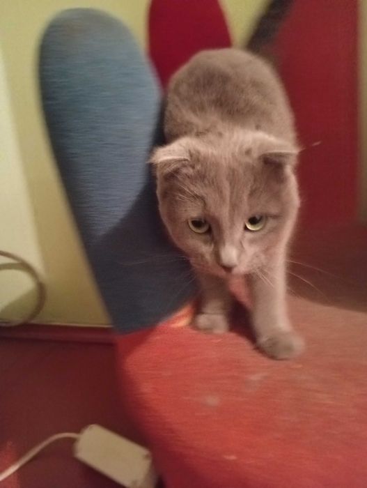 Отдам серенькую кошечку