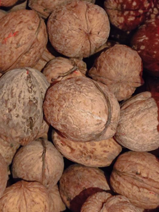 Продам  орехи  тонкокорые