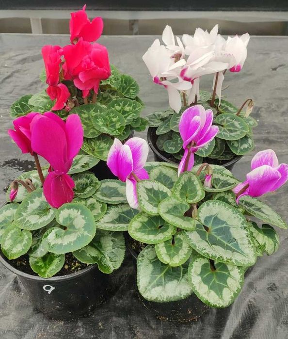 Долларовое,цикламен,женское счастье!