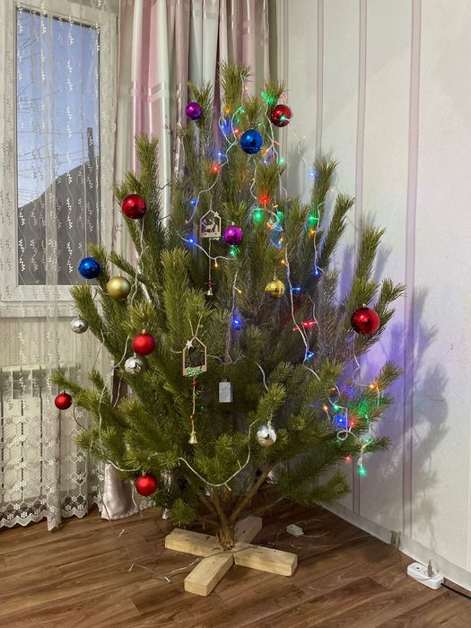 Живая елка с доставкой