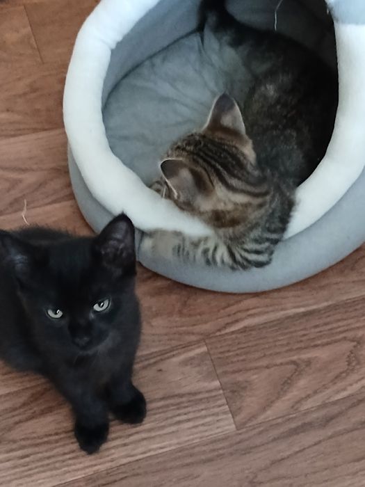 Отдам в добрые руки котята 2 мес.