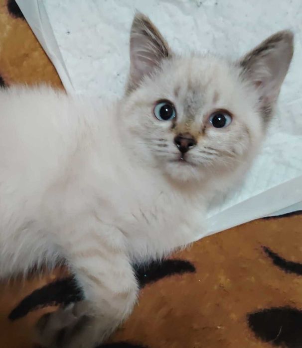 Лиза и Рыжик, котятам 1,5 месяца. В добрые и ответственные ручки.