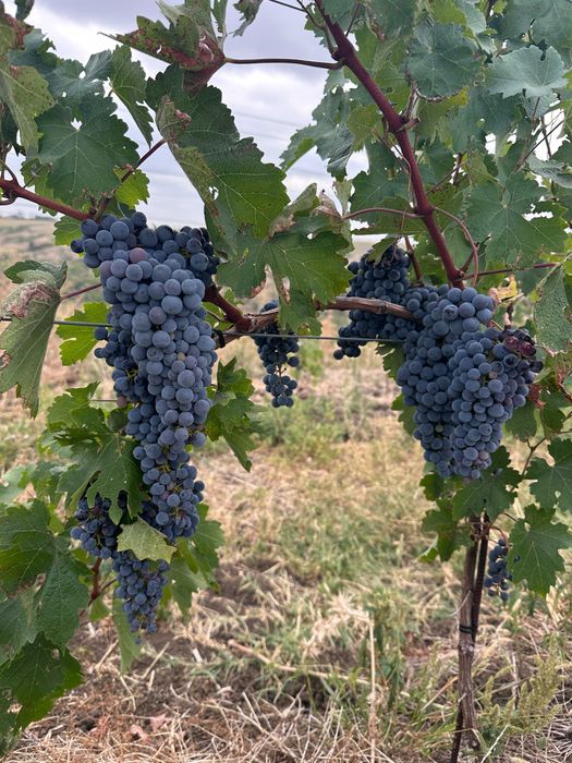 Struguri pentru vin