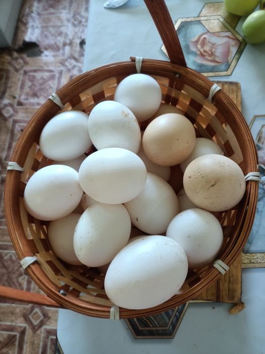 Продам домашние яички