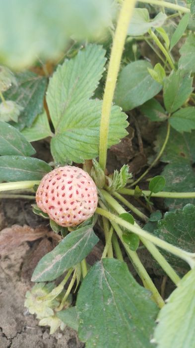 Capsuni albe  Ananas