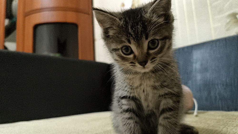 Котик мальчик 1 месячный