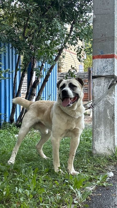 Продается молодой кобель.