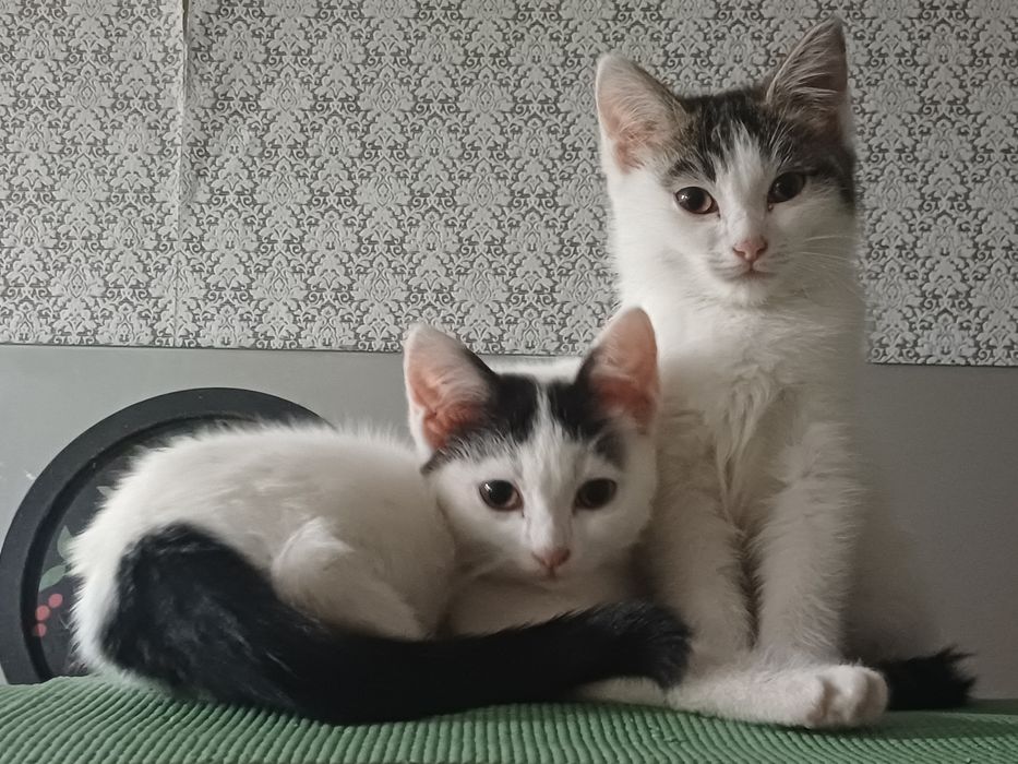 Котята ищут хозяев