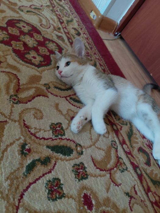 БЕСПЛАТНО. Котёнок девочка