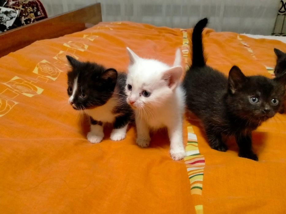 Отдам котят в добрые руки