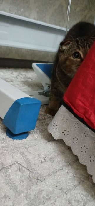 Skotish mushuk sotiladi