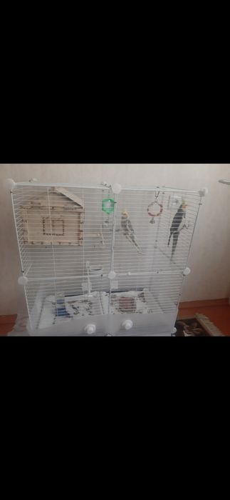 Папугай карелла самец