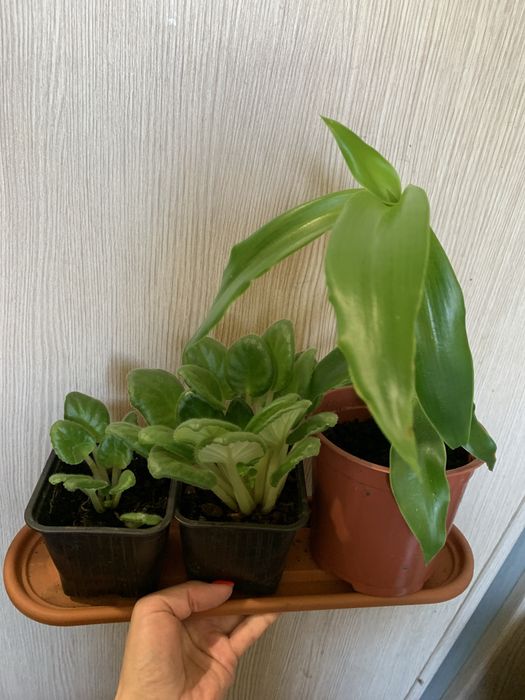 Продам комнатные цветы