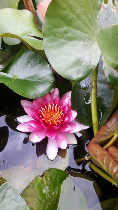 Водна лилия. .  Шафлера. Юка. Кливия.