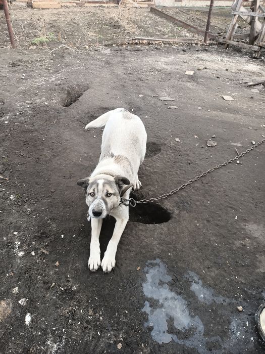 Отдам сторожевую собаку в хорошие руки