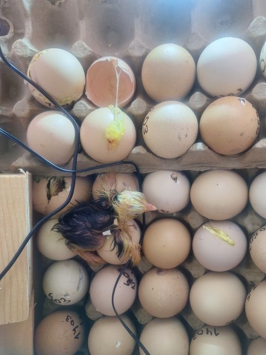 Яйца брама. Брама тухумлари